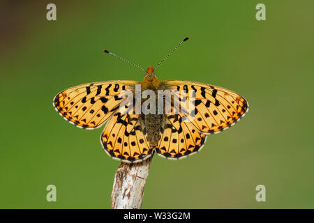 Pearl-bordered Fritillary (Boloria euphrosyne) in the woodland of Cwm Soden Nature Reserve, Pembrokeshire, Wales, UK Stock Photo