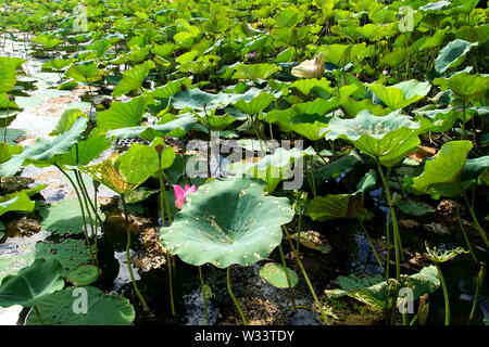 Crocodile lurking among Lotus Leaves in a Billabong