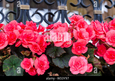 Pink flowers on background of metal window grill Stock Photo