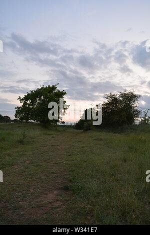 Landscape, shadowy trees with pastel shade sunset clouds Stock Photo