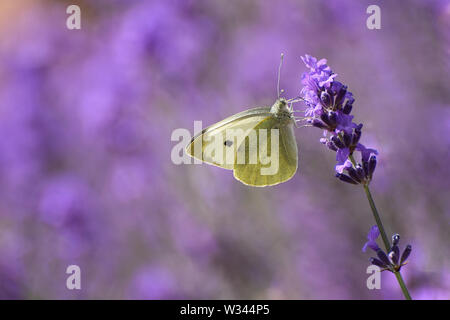 Cabbage White Butterfly - Pieris rapae - feeding on lavender flowers Stock Photo