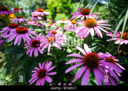 echinacea hybrid,cheyenne spirit,purple coneflower Stock Photo