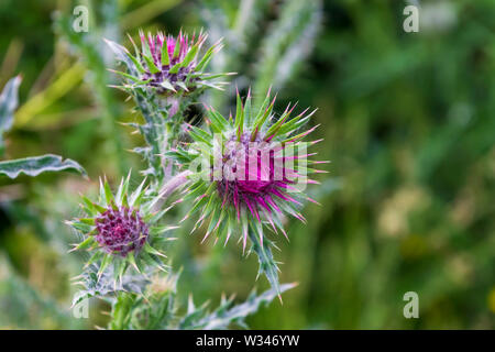 Flowers of the pink wild Scottish milk thistle flower in bloom Stock Photo
