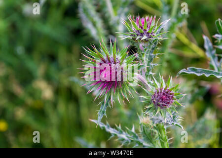 Flowers of the pink wild Scottish milk thistle flower in bloom Stock Photo