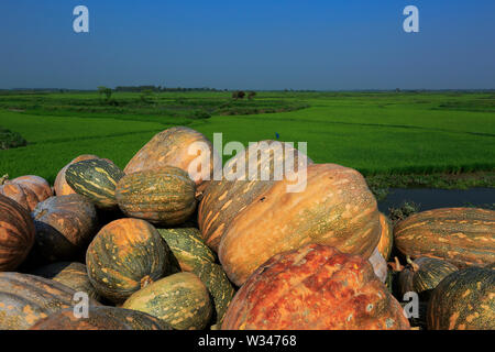 Pile of harvested pumpkins beside the field at Areal Beel in Munshiganj. Bangladesh Stock Photo