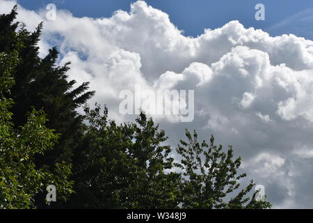 White cummulus  clouds on a bright blue sky  summers day with treetop in foreground Stock Photo