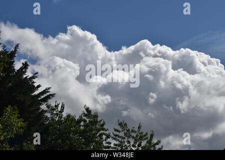 White cummulus  clouds on a bright blue sky  summers day with treetop in foreground Stock Photo