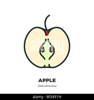 Half apple fruit icon, outline with color fill style vector illustration Stock Vector