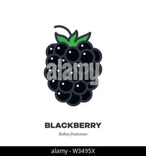 Blackberry fruit icon, outline with color fill style vector illustration Stock Vector