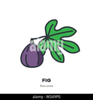 Fig fruit icon, outline with color fill style vector illustration, fruit and leaf Stock Vector