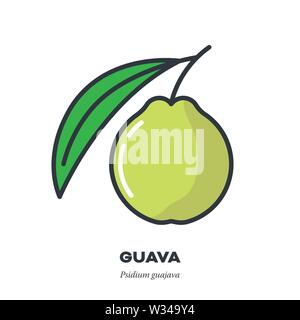 Guava fruit icon, outline with color fill style vector illustration, fruit and leaf Stock Vector
