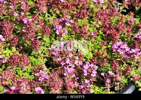 Beautiful Tymus plant with flowers in the garden under the sun Stock Photo