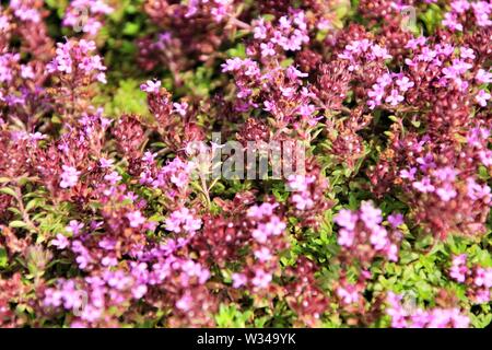 Beautiful Tymus plant with flowers in the garden under the sun Stock Photo