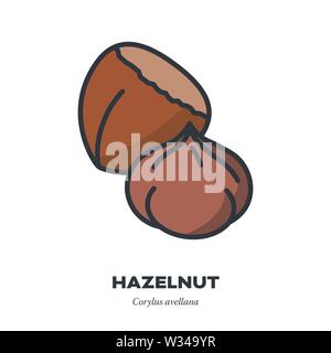 Hazelnut icon, outline with color fill style vector illustration, nut and seed Stock Vector