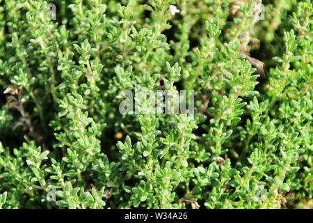 Beautiful Tymus plant with flowers in the garden under the sun Stock Photo