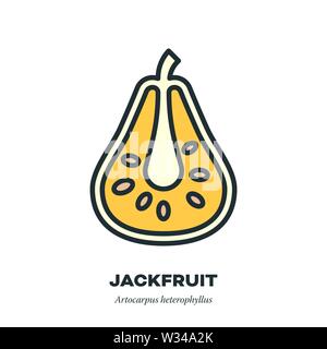 Jackfruit icon, outline with color fill style vector illustration, cross-section Stock Vector