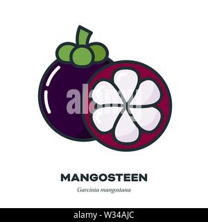 Mangosteen fruit icon, outline with color fill style vector illustration, whole and partially peeled fruit Stock Vector