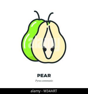 Pear fruit icon, outline with color fill style vector illustration, whole fruit and cross-section Stock Vector