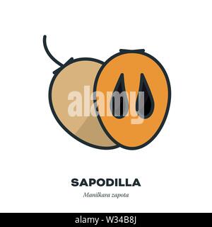 Sapodilla fruit icon, outline with color fill style vector illustration, whole and halved fruits Stock Vector