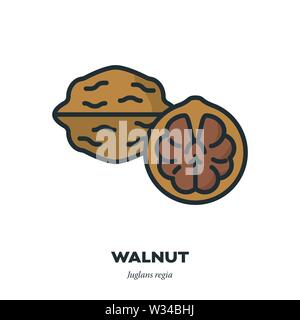 Walnut icon, outline with color fill style vector illustration, whole and opened fruit Stock Vector