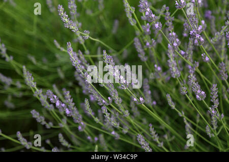 Close up Bushes of lavender purple aromatic flowers Stock Photo