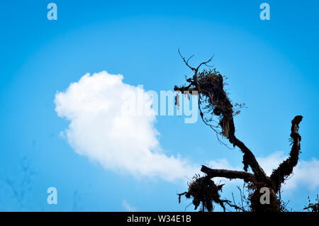 Tree in sun rays. Silhouette. Lonely tree. Tree against the Storm cloud and blue sky background. Background photo of Cloudy overcast morning. Dreamy l Stock Photo