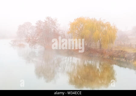 golden weeping willow tree over river bank covered with thick heavy fog at early autumn morning. Fall scenic rural country landscape. Stock Photo