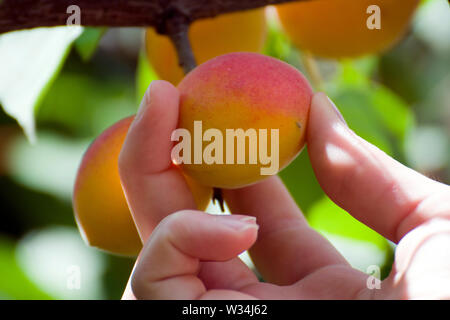 Girl's hand reaching and picking up an apricot from the apricot tree Stock Photo