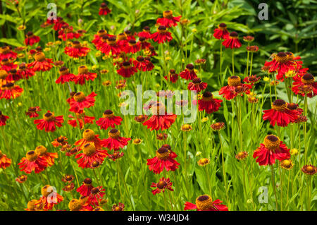 Helenium Moerheim Beauty or called Common Sneezeweed or False Sunflower or Helen's Flower or Yellow Star Stock Photo