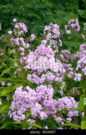 Phlox Paniculata Discovery Stock Photo