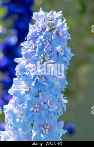 Tall spike of a beautiful light blue Delphinium flower Stock Photo