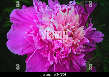 Pink peony flower. Paeonia lactiflora is a species of herbaceous perennial flowering plant in the family Paeoniaceae. Stock Photo