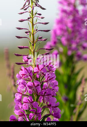 Flower spike of Rosebay Willowherb (Chamaenerion angustifolium) also known as Fireweed as it commonly flourishes after a fire Stock Photo