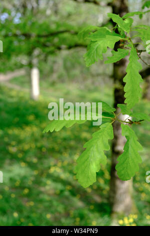 Oak tree at Greencastle Wood Carmarthen Carmarthenshire Wales Stock Photo