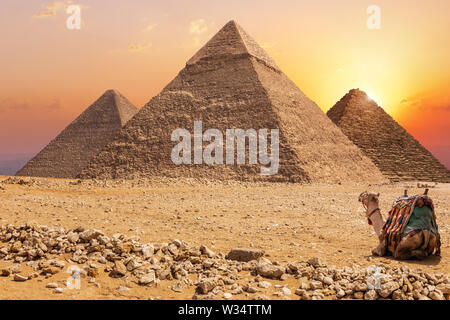 Three main Pyramids of Giza and a camel at sunset, Egypt Stock Photo
