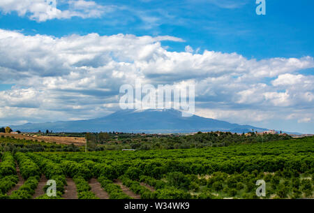 Landscape with orange and lemon trees plantations and view on Mount Etna, Sicily, agriculture in South Italy Stock Photo