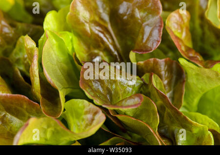 Red oak leaf lettuce. Also called oakleaf, a variety of Lactuca sativa. Red butter lettuce with distinctly lobed leaves with oak leaf shape. Macro clo Stock Photo