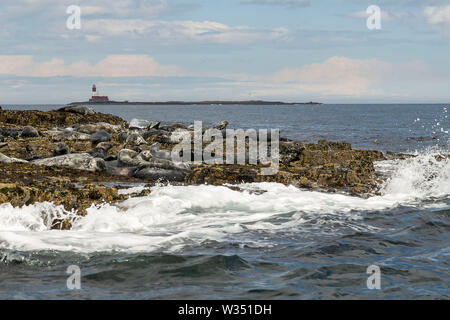 Farne Islands, Northumbrian Coast. UK. Sea, sea birds, puffins and lighthouse Stock Photo