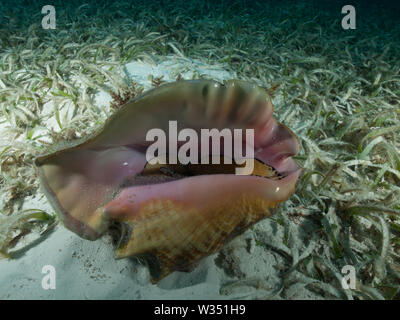 A Queen conch (Strombus gigas) lies on a shallow seagrass bed in the Caribbean Sea. Stock Photo