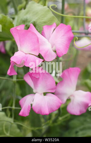 Lathyrus odoratus 'Gwendoline', a highly scented, vigorous sweet pea flowering in summer - July, UK Stock Photo