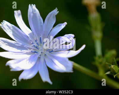 Close up of chicory flower Stock Photo