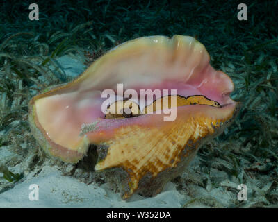 A Queen conch (Strombus gigas) lies on a shallow seagrass bed in the Caribbean Sea. Stock Photo