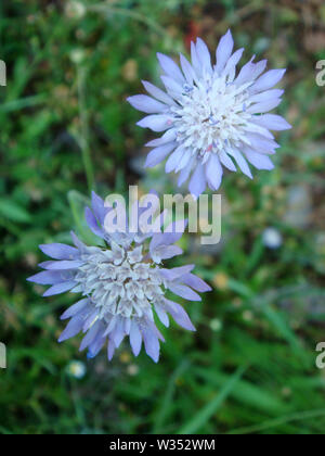 Knautia integrifolia Dipsacaceae family macro flower backgrounds wallpaper fine art prints. Stock Photo