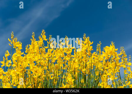 Strong yellow / blue contrasting colours from broom (Cytisus scoparius) and a blue sky with thin clouds, flowers shot in the Provence, France. Stock Photo