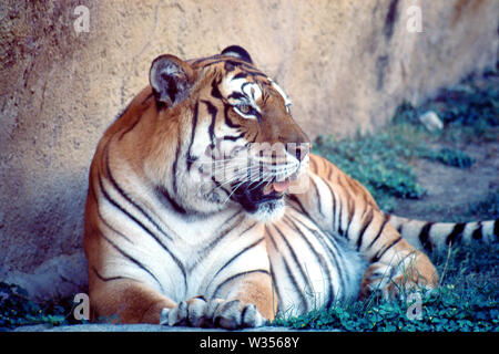 MONTERREY, NL/MEXICO - NOV 7, 2003: A bengal tiger takes rests during a hot day at 'La Pastora' Zoo. Stock Photo