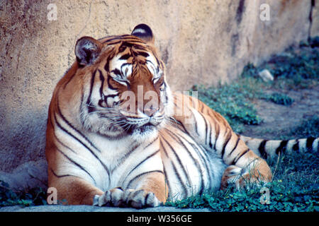 MONTERREY, NL/MEXICO - NOV 7, 2003: A bengal tiger takes a nap during a hot day at 'La Pastora' Zoo. Stock Photo