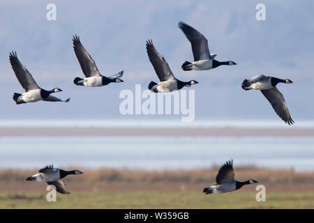 A group of Barnacle Geese (Branta leucopsis) in flight beside the River Severn, Gloucestershire, England, UK. Stock Photo