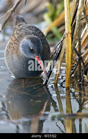 Water Rail (Rallus aquaticus) adult, at the edge of a reed bed, Gloucestershire, England, UK.