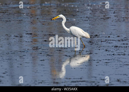 Great egret / common egret / great white egret (Ardea alba / Egretta alba) in shallow water of lake with caught fish in beak Stock Photo