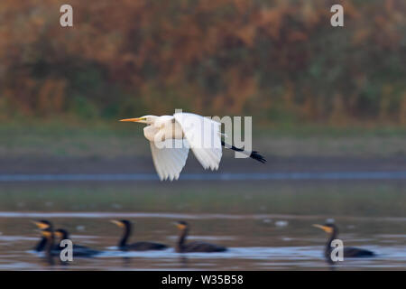 Great egret / common egret / great white egret (Ardea alba / Egretta alba) flying over flock of swimming great cormorants (Phalacrocorax carbo) lake Stock Photo